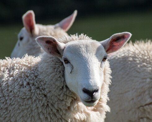 Sheep-2015-08-16-2