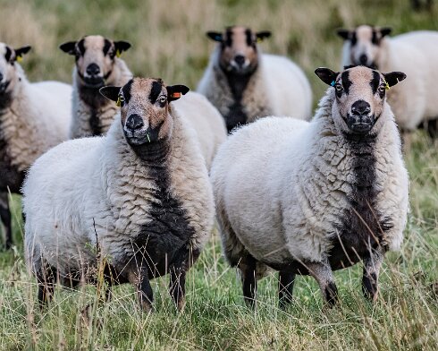 Sheep-2016-11-08
