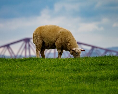 Sheep-2020-09-14-2