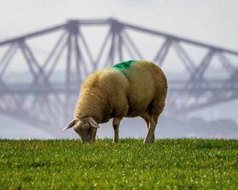 Sheep-2020-10-04-1