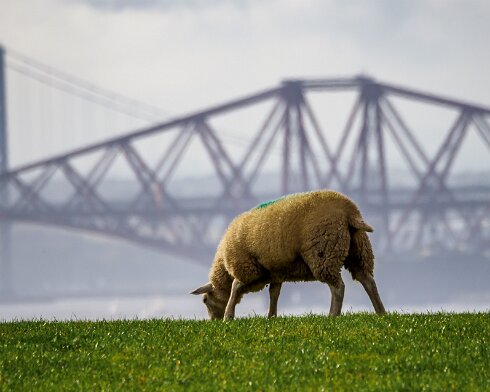 Sheep-2020-10-04-2