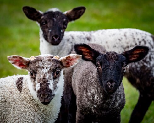 Sheep-2021-04-26-1