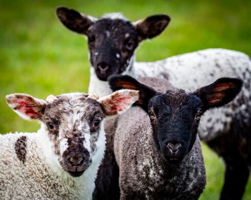 Sheep-2021-04-26-2