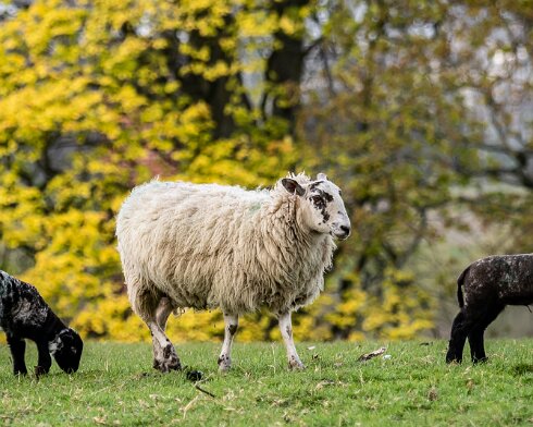 Sheep-2021-04-26-3