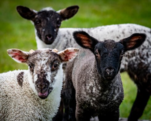 Sheep-2021-04-26-5
