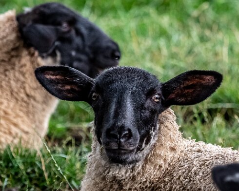 Sheep-2021-08-08