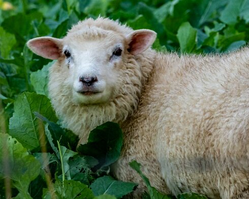 Sheep-2021-11-09-1