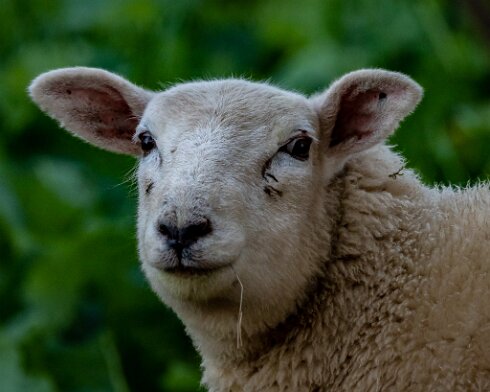 Sheep-2021-11-09-2