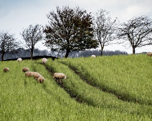 Sheep-2021-11-17