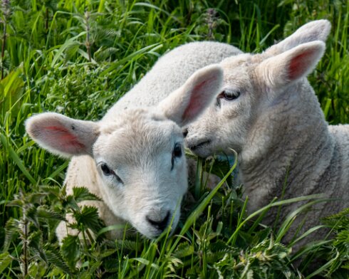 Sheep-2022-05-23-1