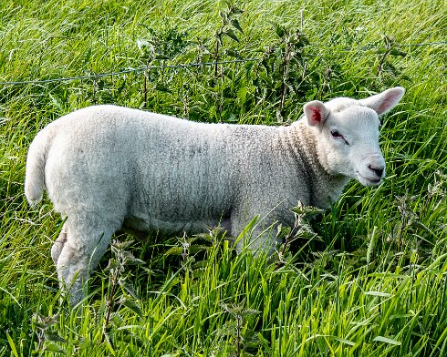 Sheep-2022-05-23-2