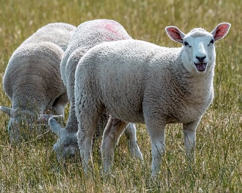 Sheep-2022-07-05