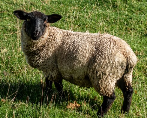 Sheep-2022-10-07