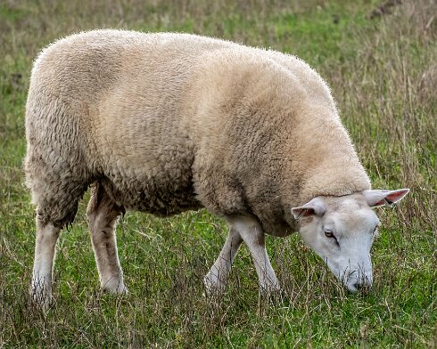 Sheep-2022-10-25