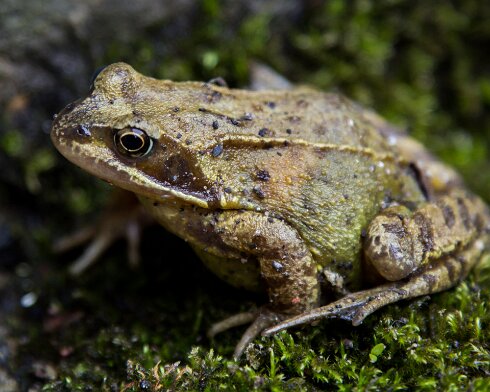 Toad-2015-04-05-1