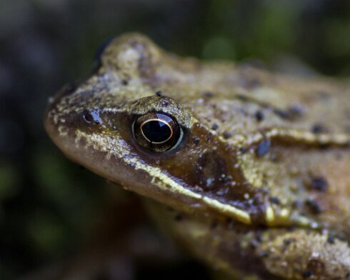 Toad-2015-04-05-2
