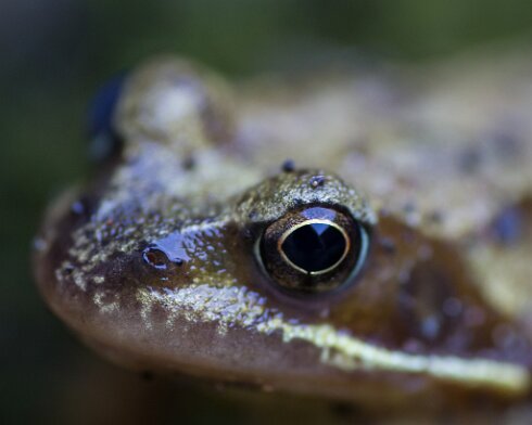 Toad-2015-04-05-3