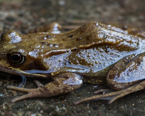 Toad-2015-05-09-1