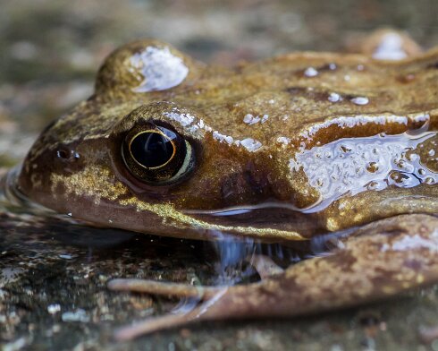 Toad-2015-05-09-2