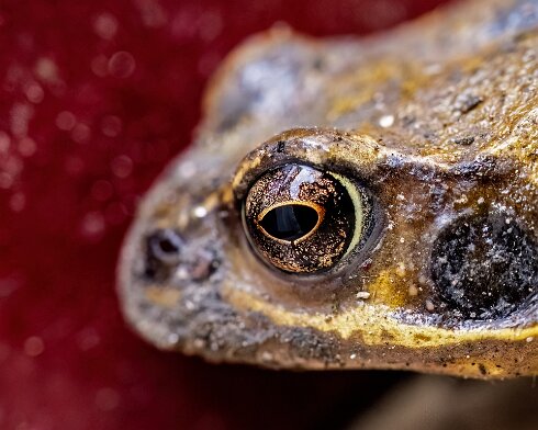 Toad-2023-04-09-1