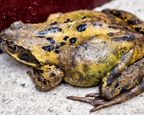 Toad-2023-04-09-2