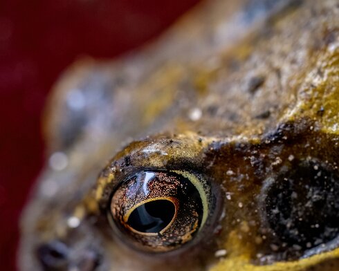 Toad-2023-04-09-3