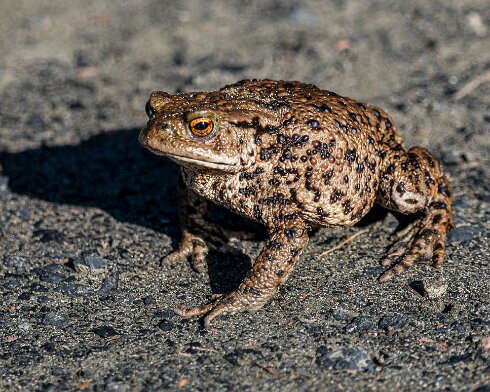 Toad-2026-03-02-1