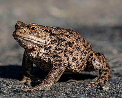 Toad-2026-03-02-3