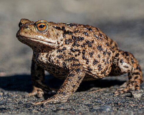Toad-2026-03-02-4