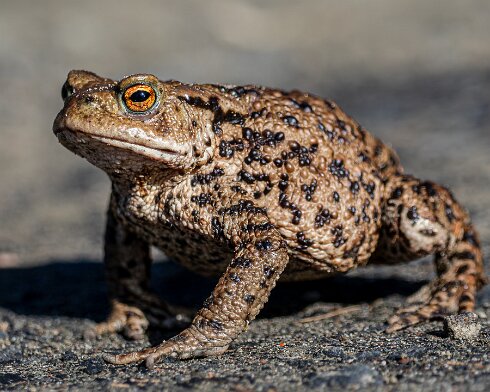 Toad-2026-03-02-5