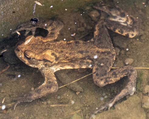 Toad-2026-08-04-1