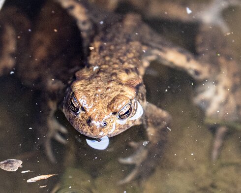 Toad-2026-08-04-2