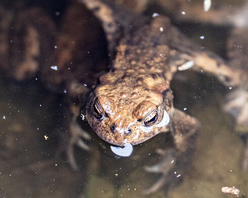 Toad-2026-08-04-3
