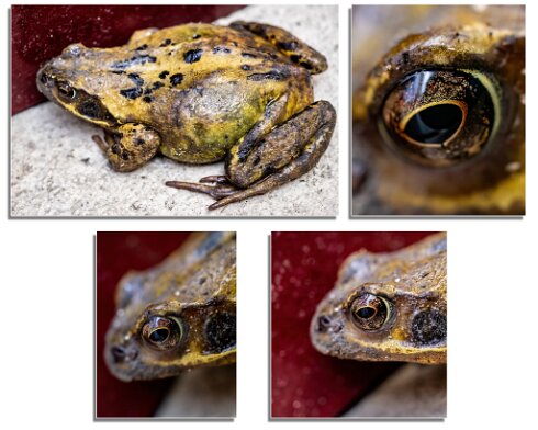 Toad