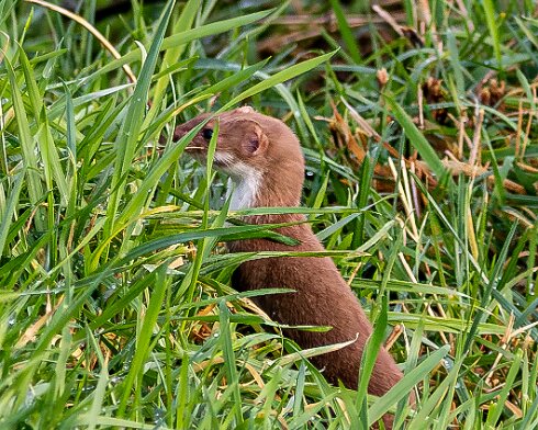 Weasel-2025-01-06-1