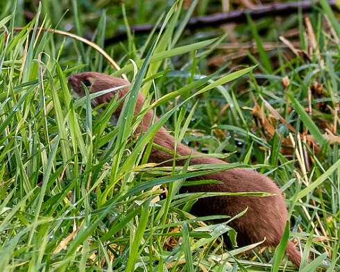 Weasel-2025-01-06-2