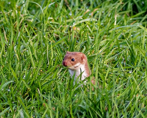 Weasel-2025-01-06-3