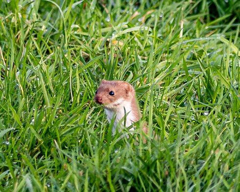 Weasel-2025-01-06-4