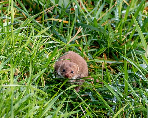 Weasel-2025-01-06-5