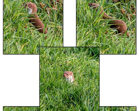 Weasel-6