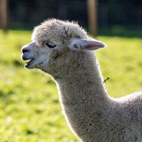 Alpacas