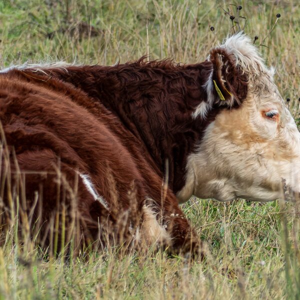 Cattle