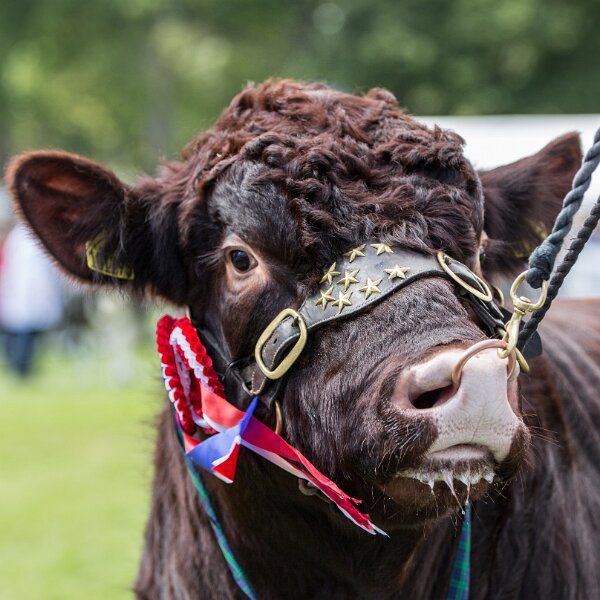 Cattle