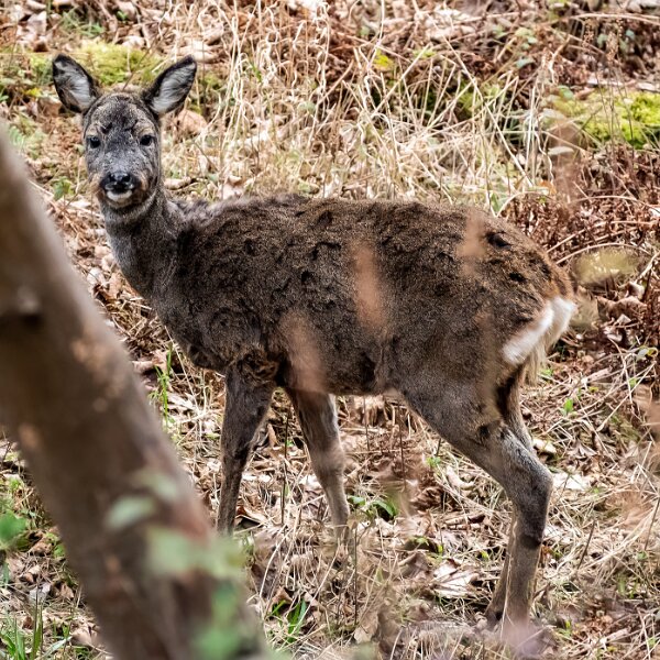 Deer