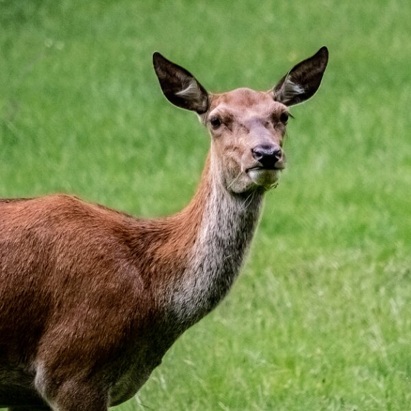 Deer