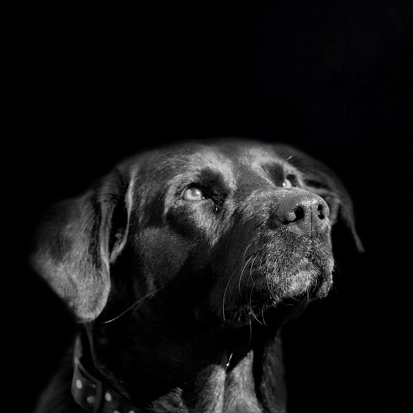 Dogs