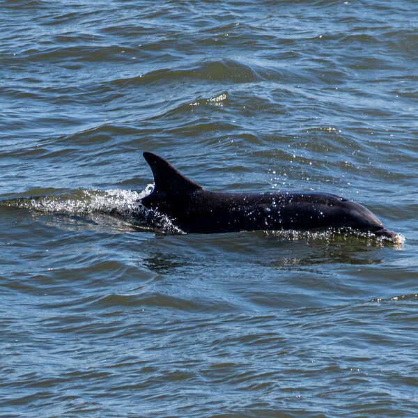 Dolphin