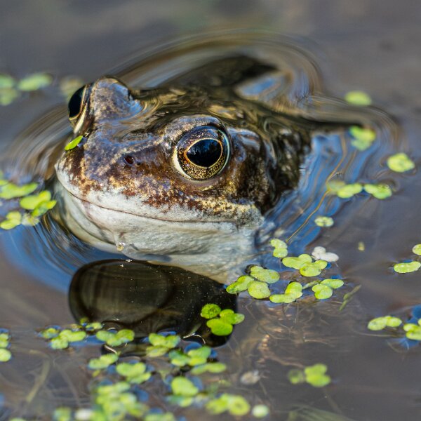 Frog