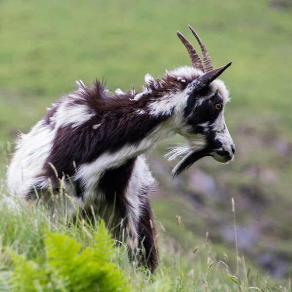 Goats