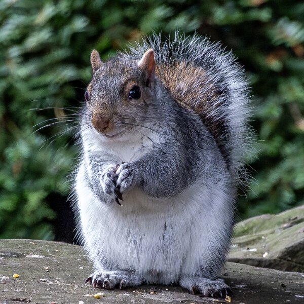 Grey Sqirrel